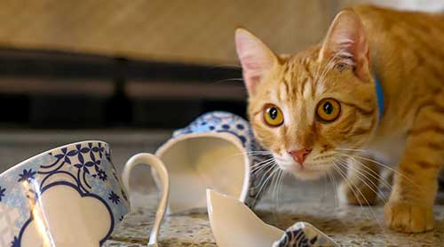 willful act of cat breaking cup