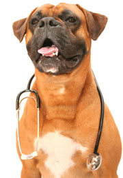 veterinary release form