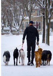 Dog Walking man walking dogs in snow
