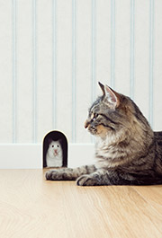 room letting by a cat to a mouse