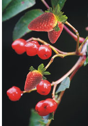 Plant Hybrid plant with strawberry and cherry