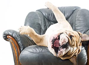 Room Rental to Family dog on sofa