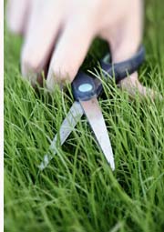 free lawn care contract