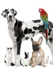 free dog sitters